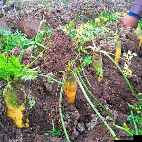 黄萝卜：根作蔬菜食用