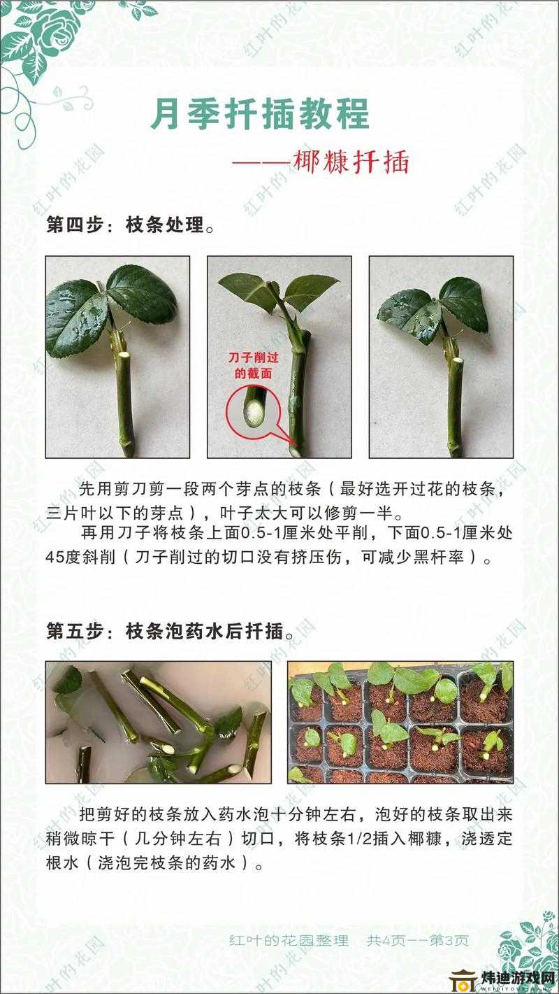 韩式72种扦插方式，开启植物繁殖新篇章