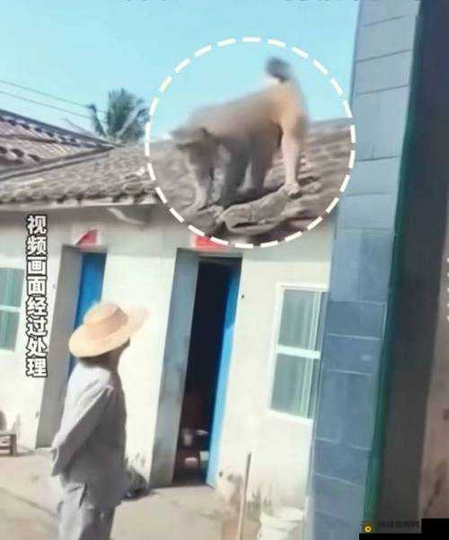 二人生猴子全程不盖被子神奇经历