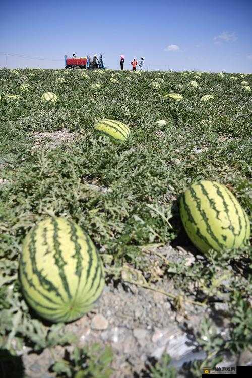 51吃瓜今日吃瓜必吃 瓜农直播带你看瓜田风光