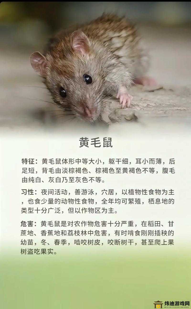 贪吃小动物安装及配置说明