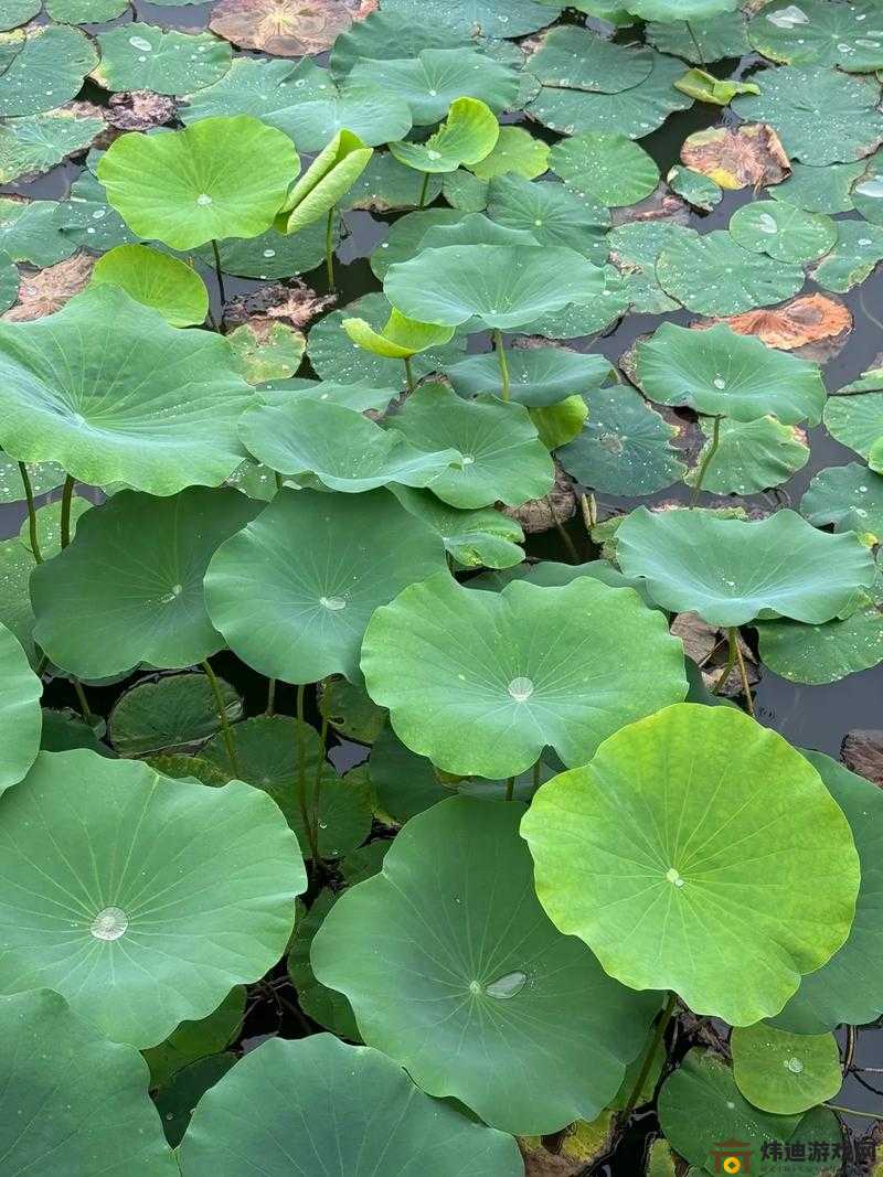 天涯明月刀手游荷花荷叶获取攻略：荷花荷叶获取方法详解