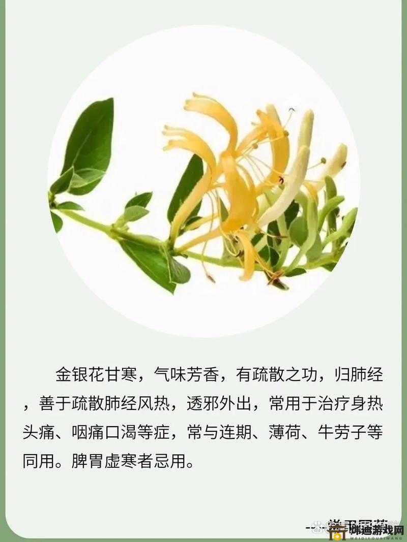 双管齐下 TXL 金银花的独特功效与作用