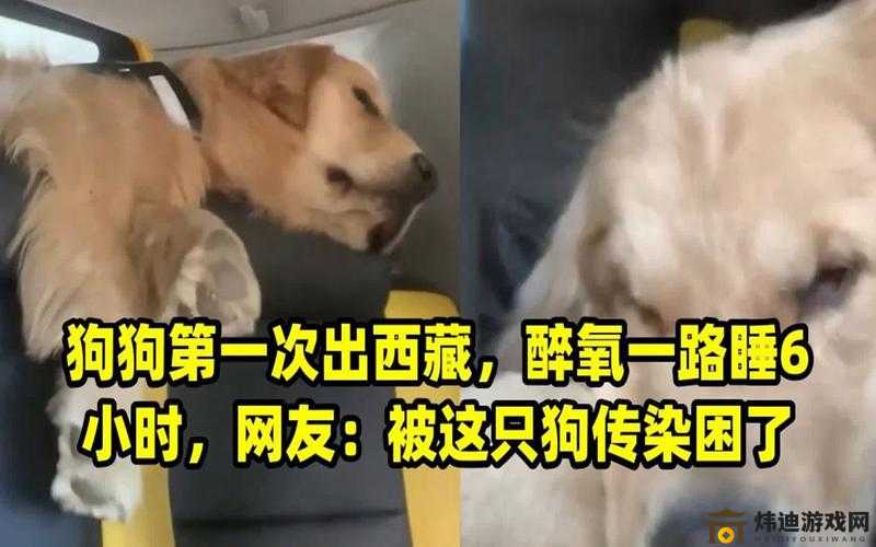 一人一狗被困游戏六小时